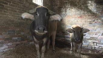 国产大片b站水牛影视,探索影视新天地